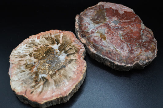Petrified Wood: Grounding and Transformation