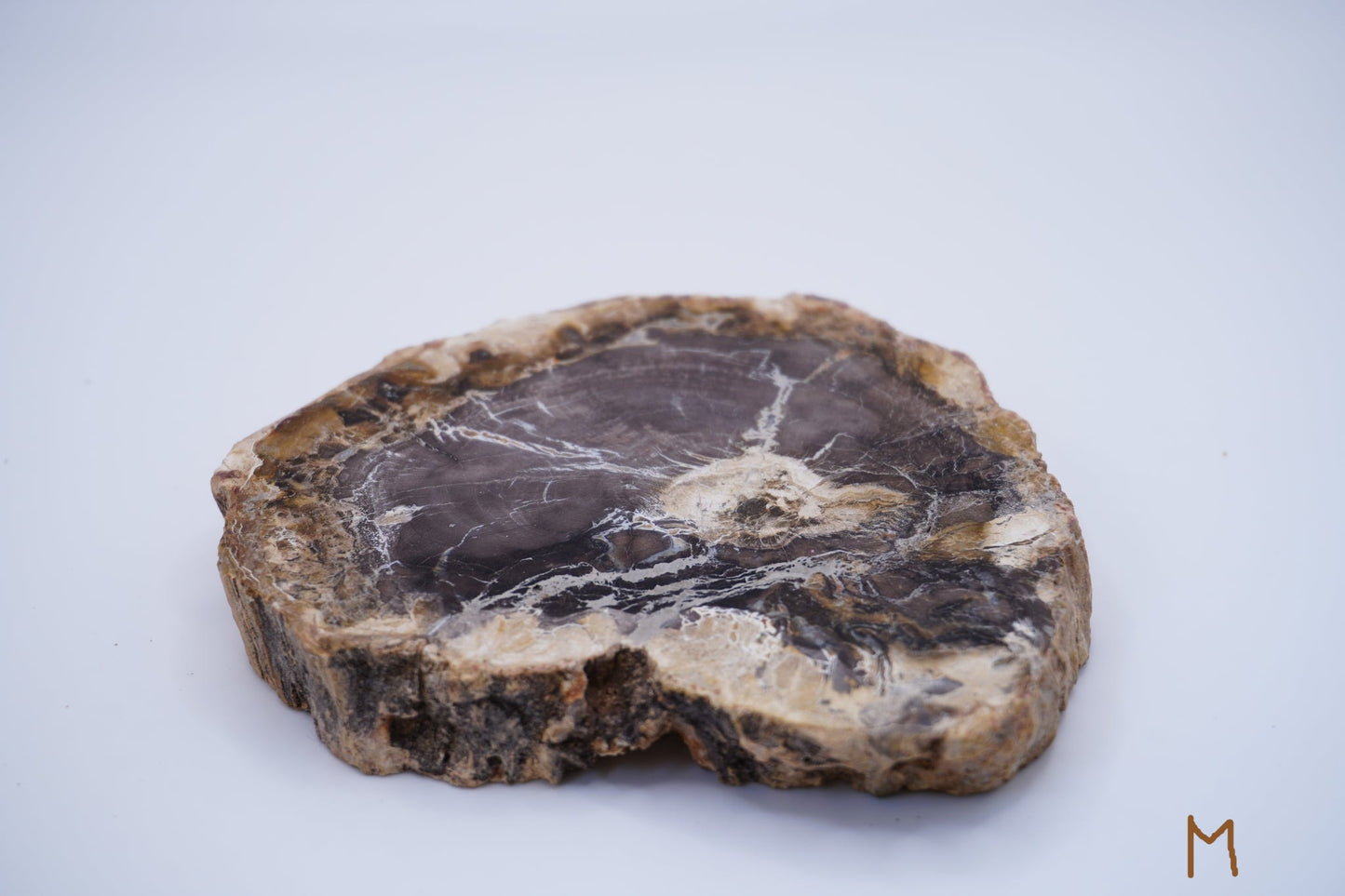 Petrified Wood: Grounding and Transformation