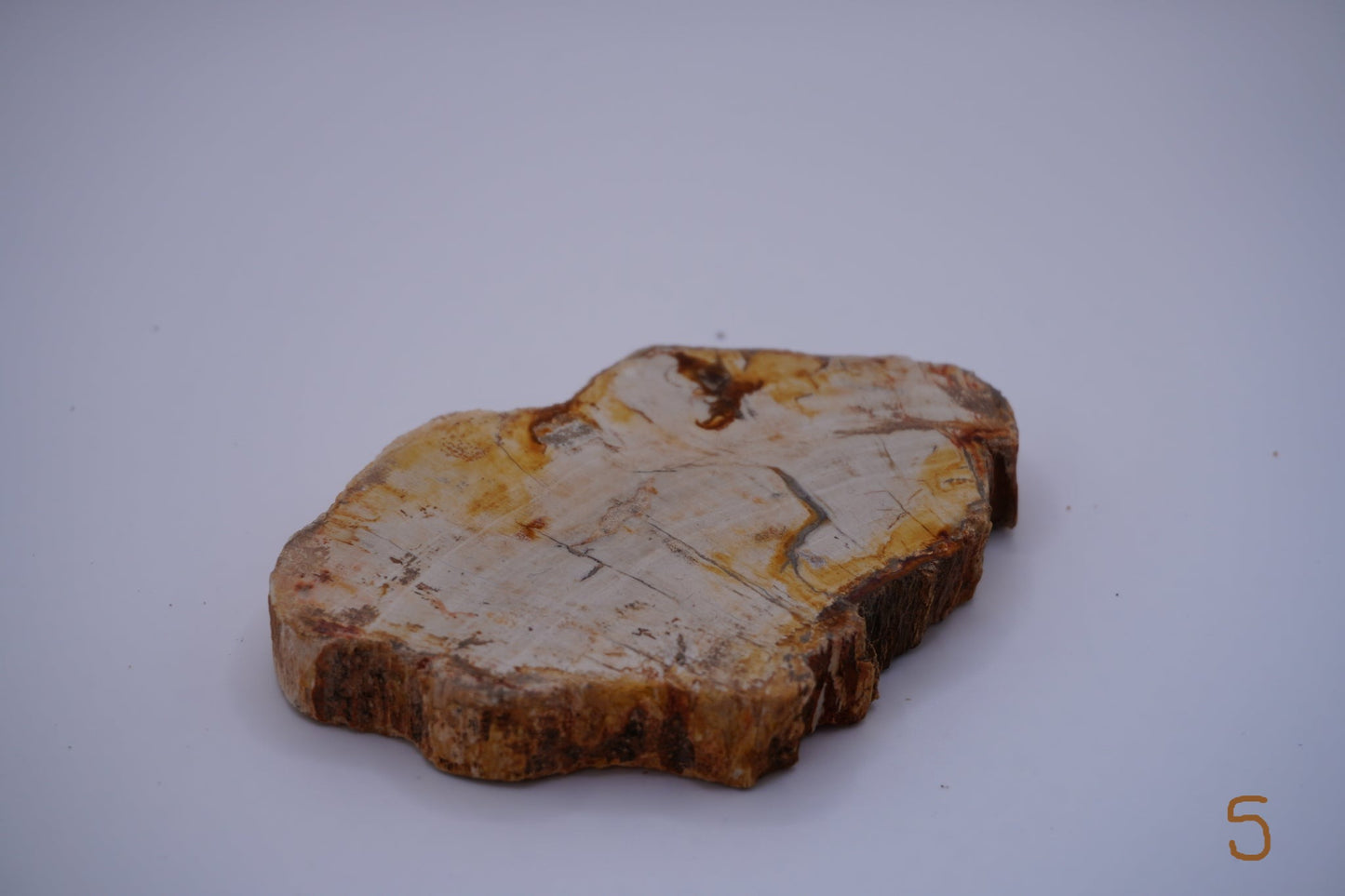 Petrified Wood: Grounding and Transformation