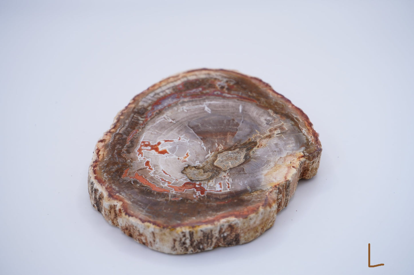 Petrified Wood: Grounding and Transformation