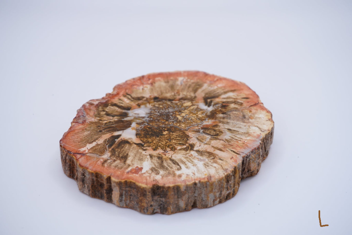 Petrified Wood: Grounding and Transformation